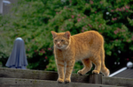 猫咪