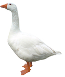 鹅