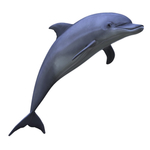 海豚