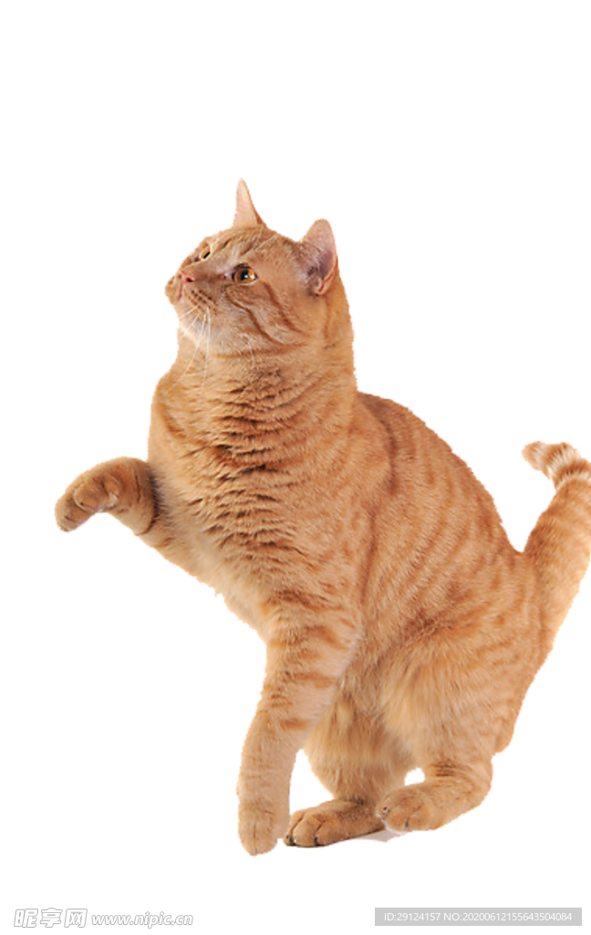 猫咪