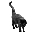 猫咪