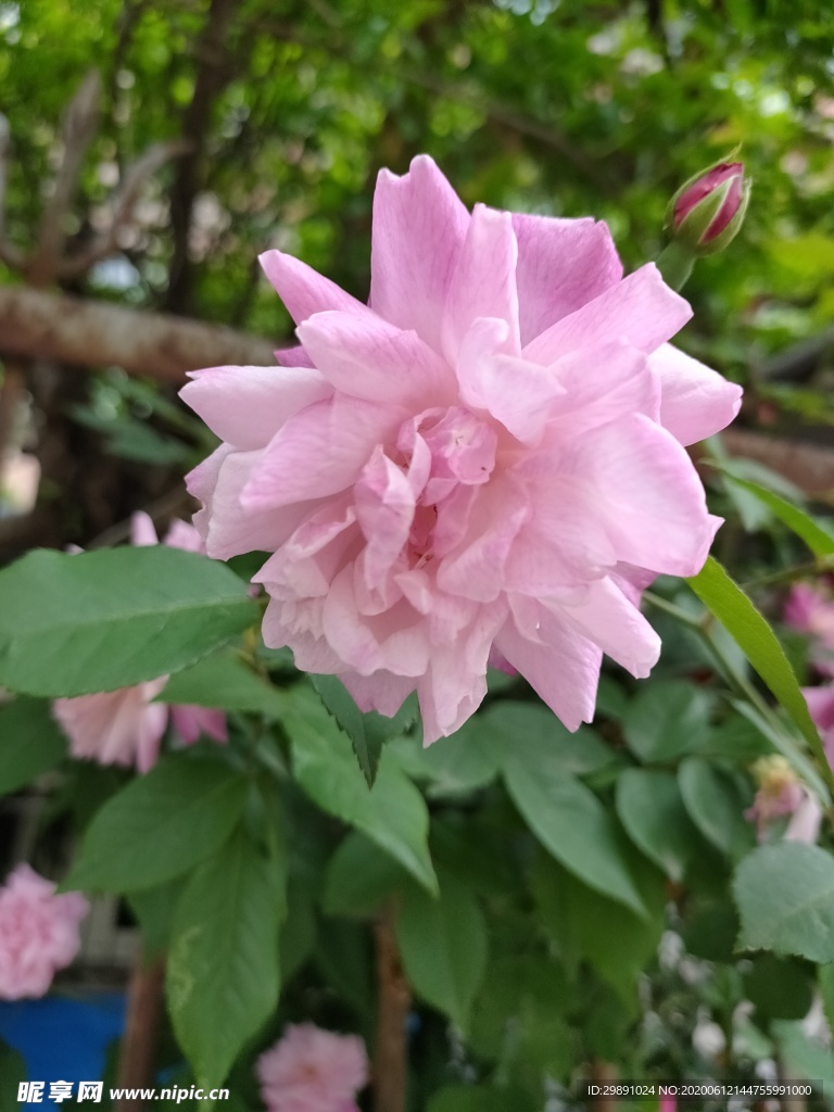 花