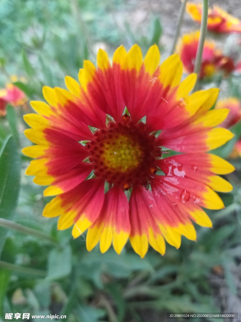 花
