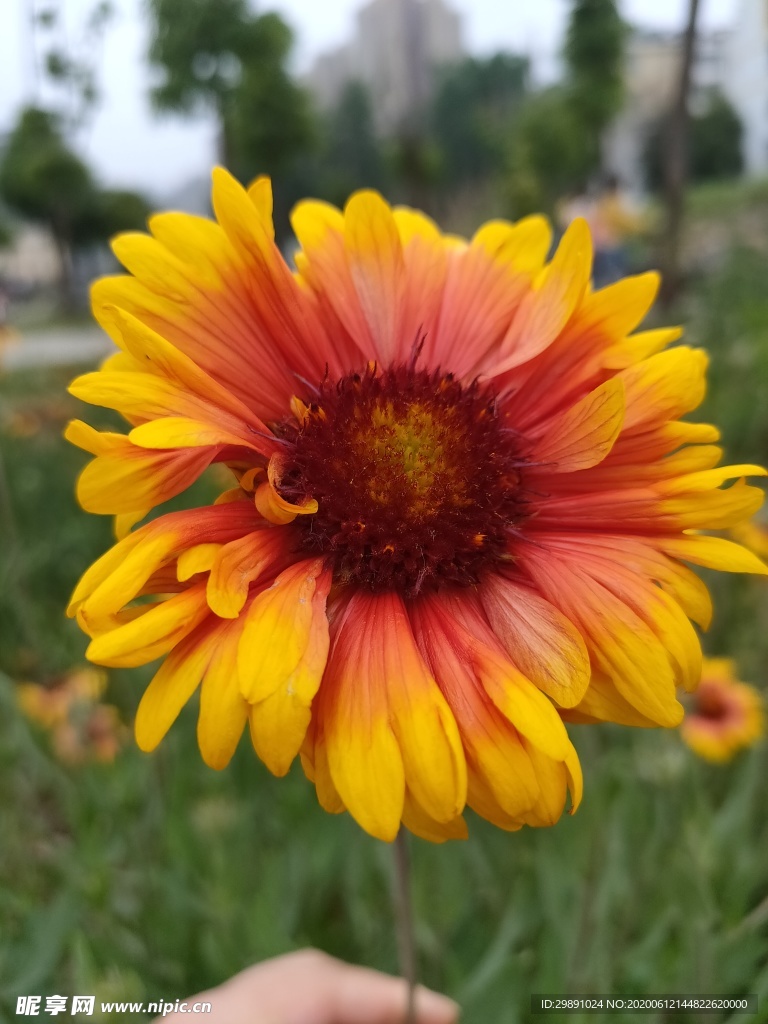 花