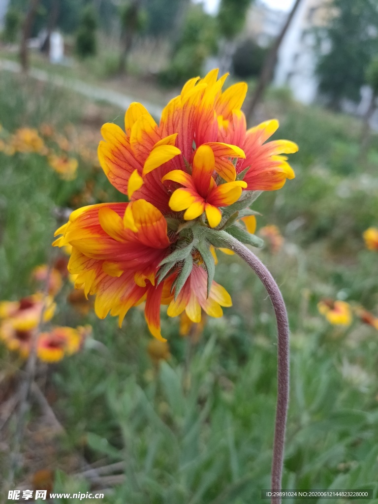 花