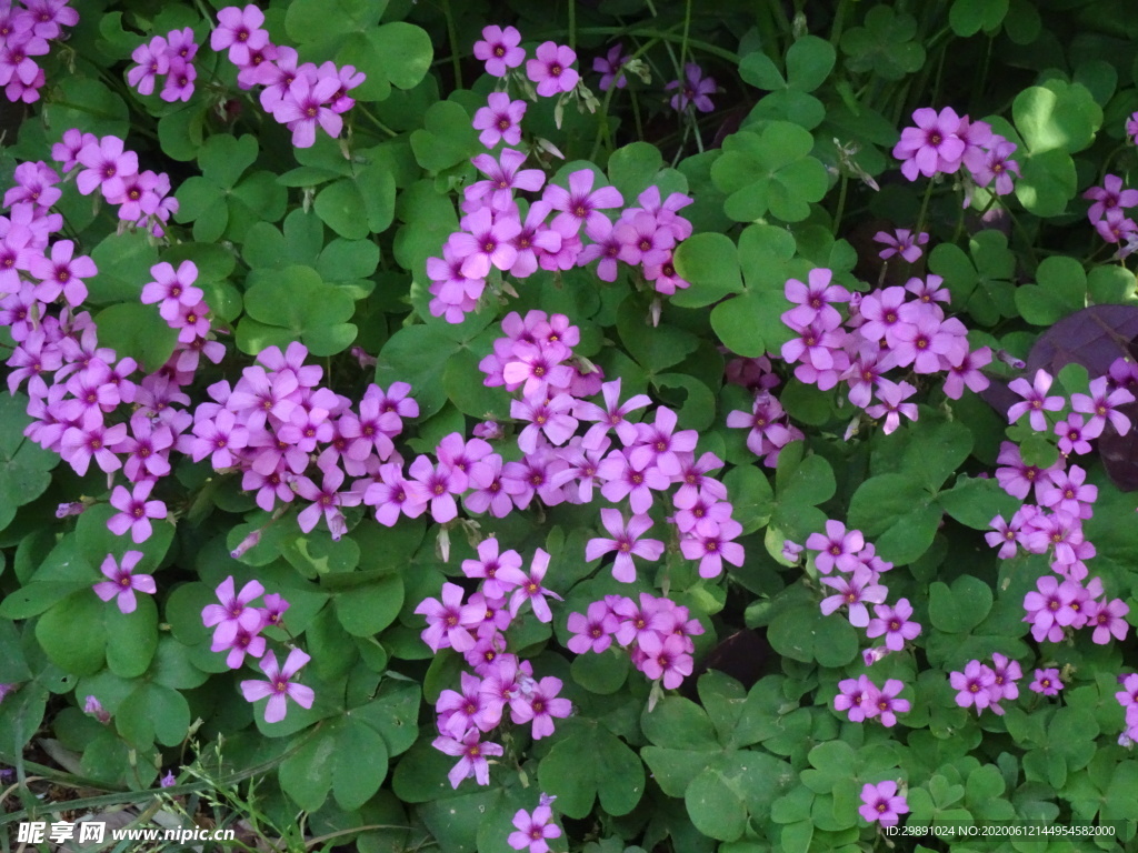 花