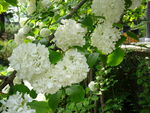 鲜花