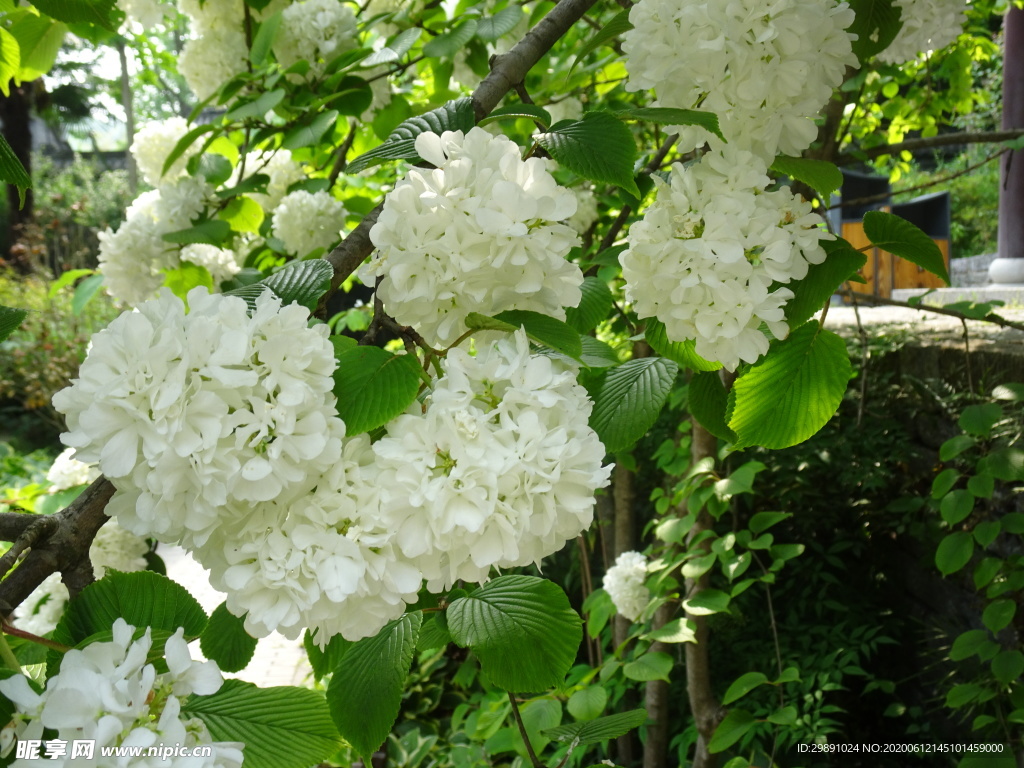 鲜花