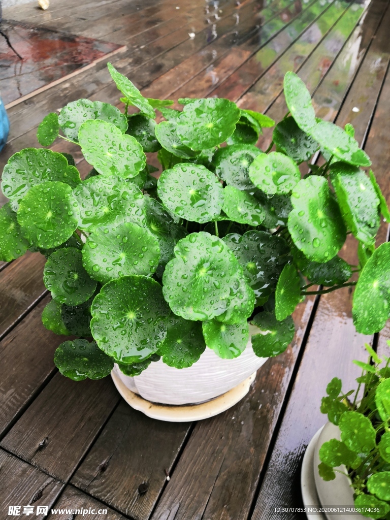 雨后花朵