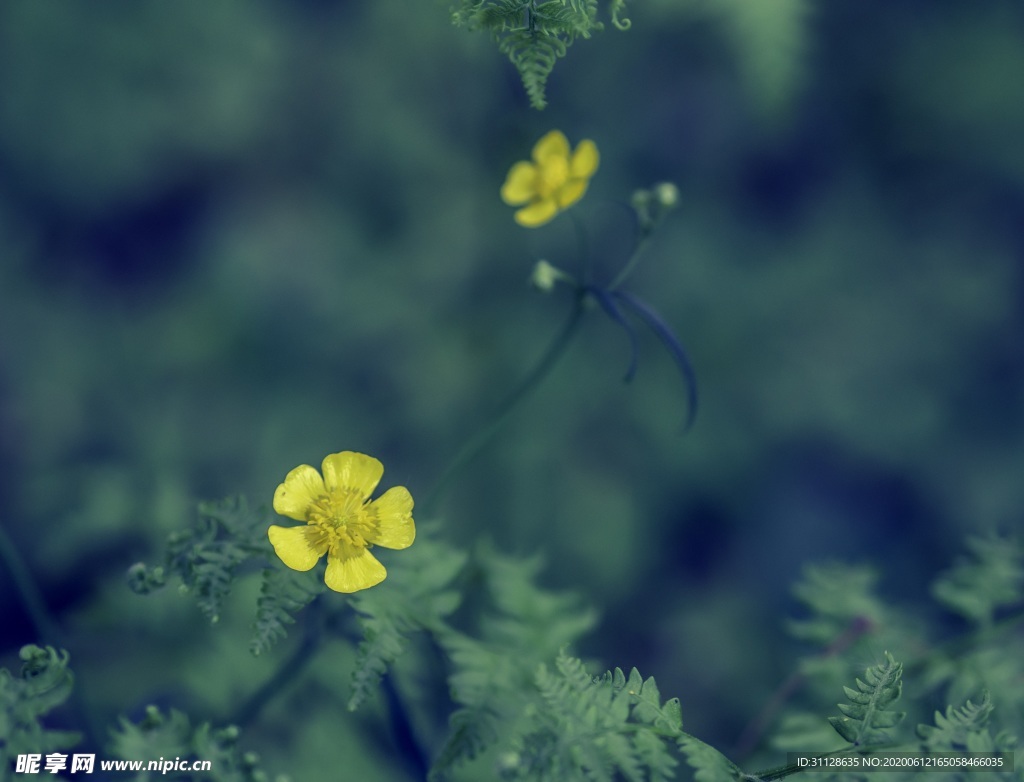 花毛茛