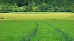 树林 草地