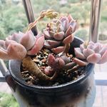 多肉植物