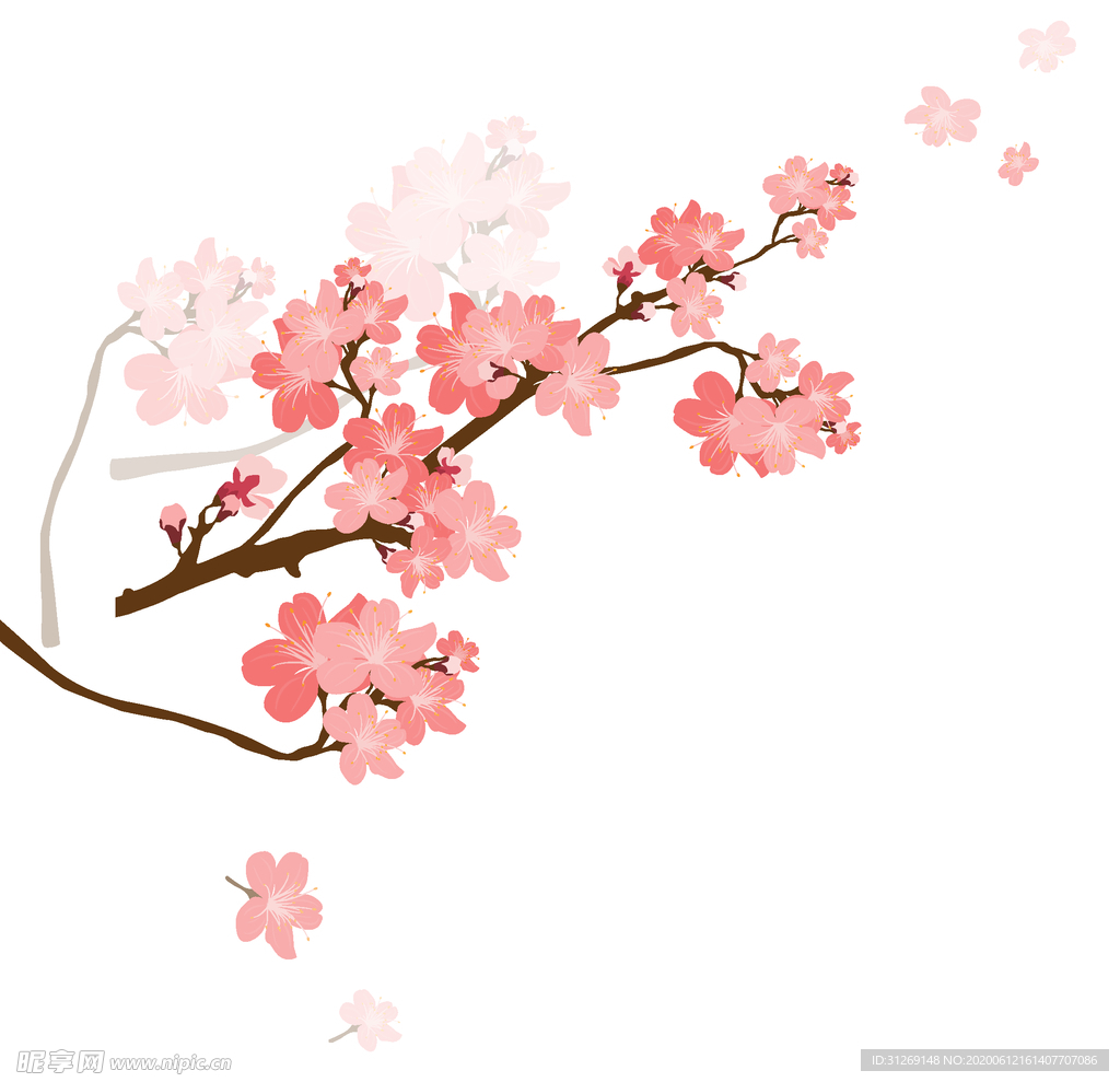 樱花