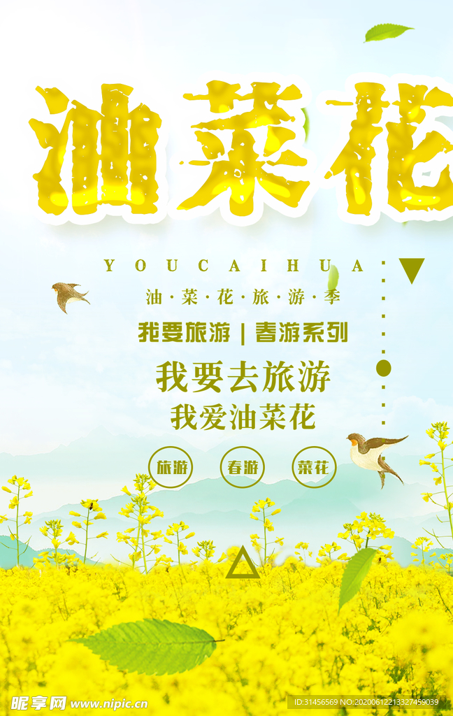 油菜花