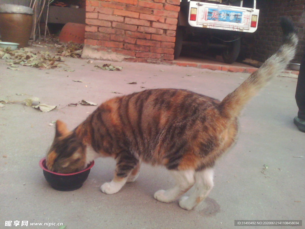 花猫狸猫翘尾巴吃饭