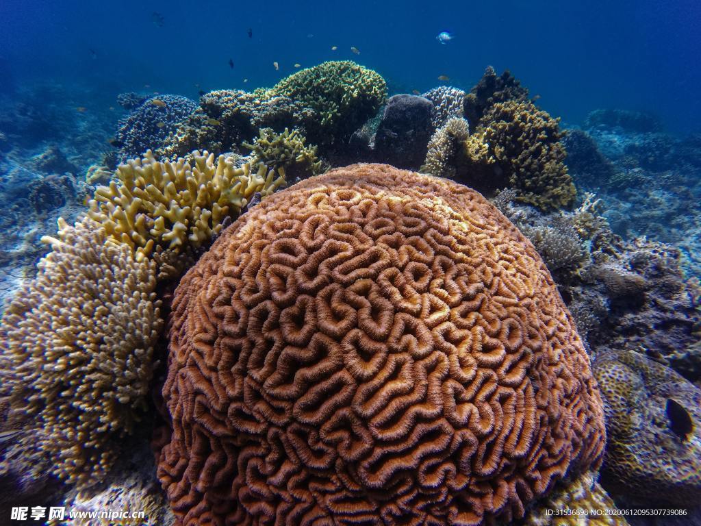 海底珊瑚