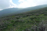 山