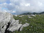 山