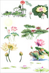 荷花免抠素材