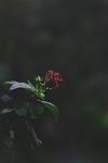 玫瑰