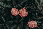 玫瑰