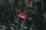 玫瑰