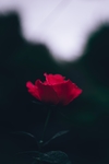 玫瑰