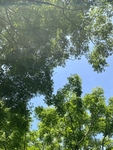 绿树蓝天