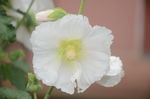 蜀葵