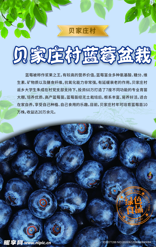 贝家庄村蓝莓盆栽