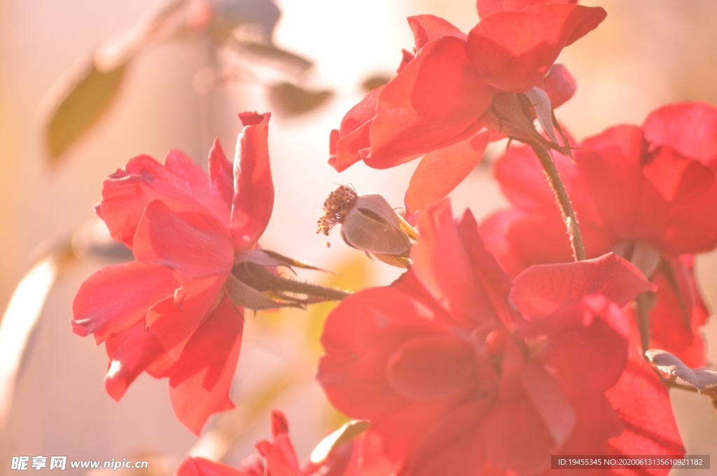 繁花