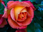 玫瑰花