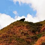 哈拉直沟乡白崖村殷家坳的石猴