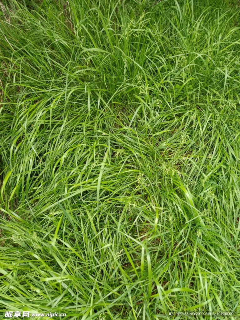 绿草地