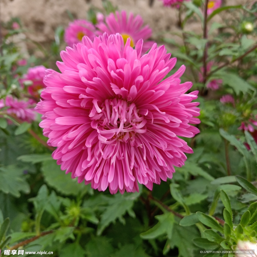 白崖村 菊花