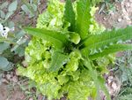 新鲜蔬菜