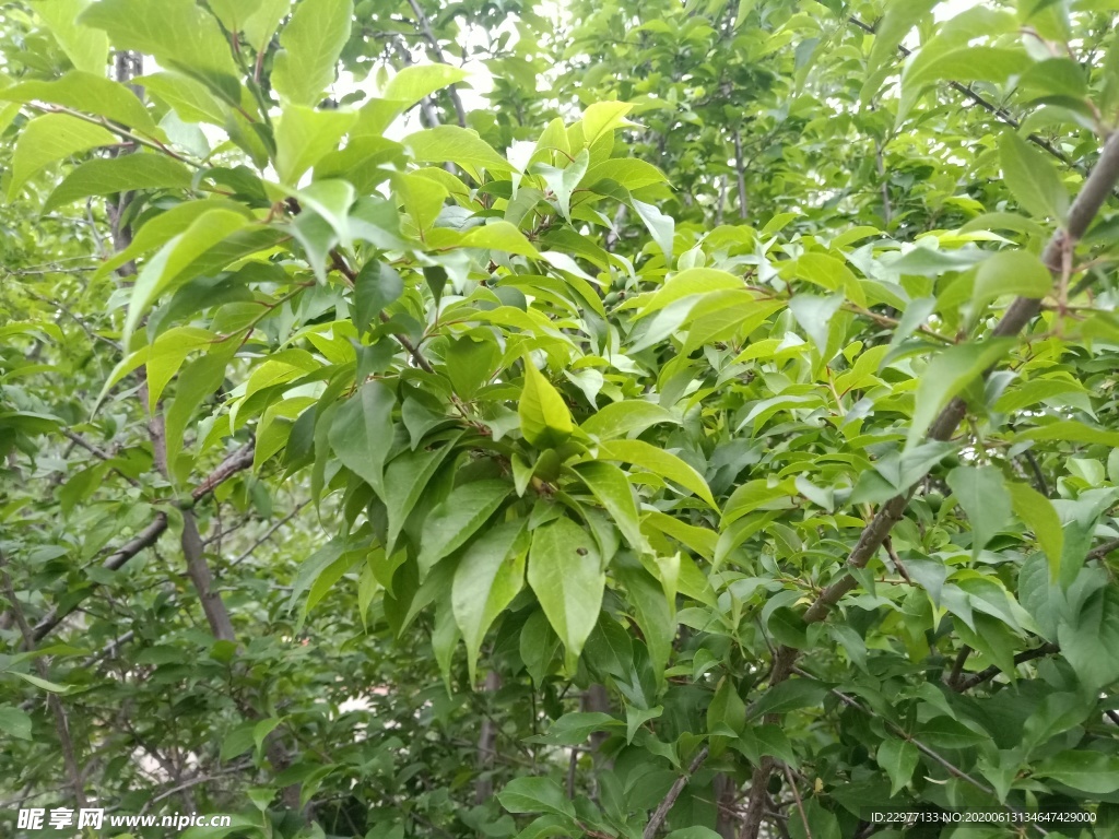 李子秋