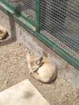 狐狸