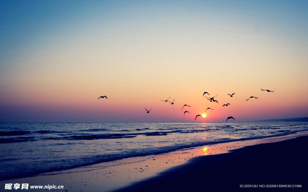 夕阳下的海滩海鸥