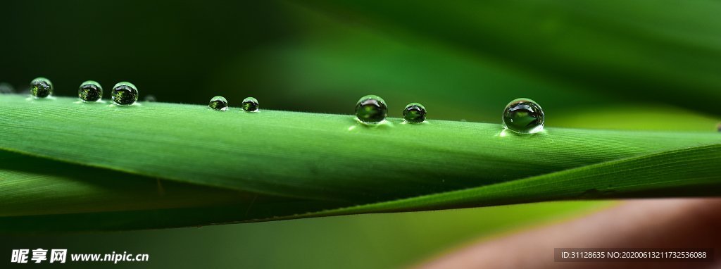 植物 水珠