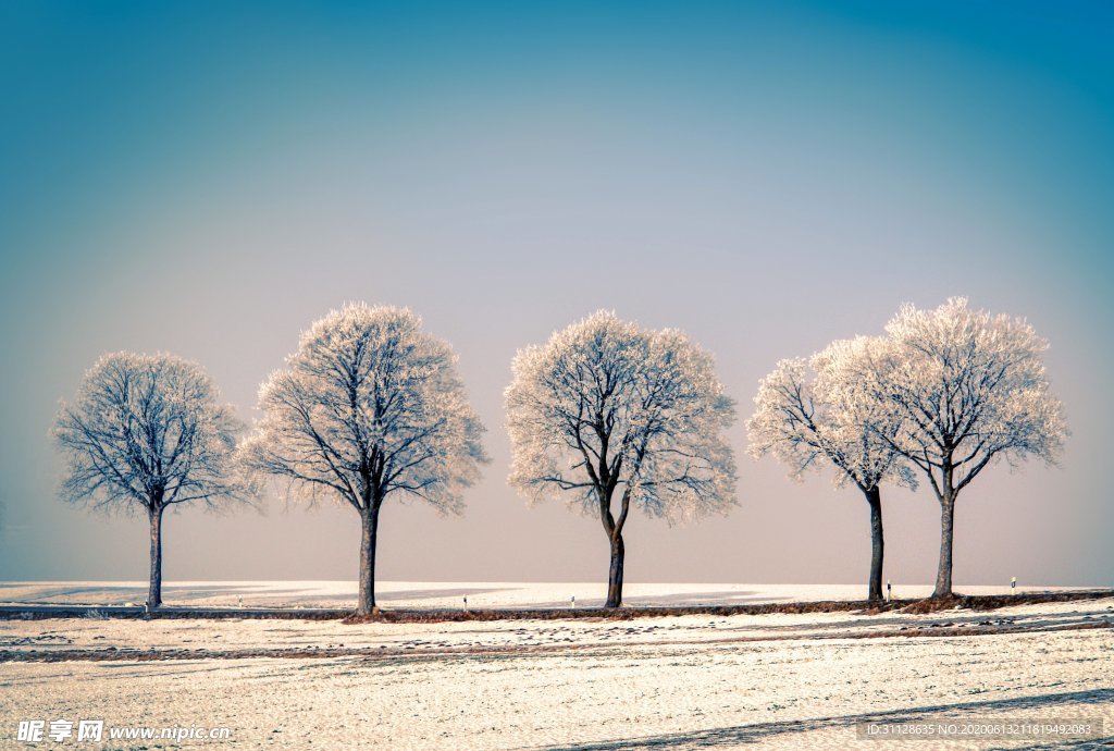 树木 雪景