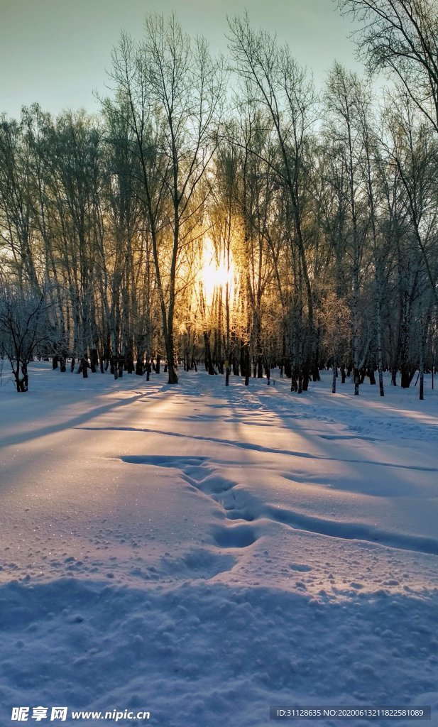 树林 雪景