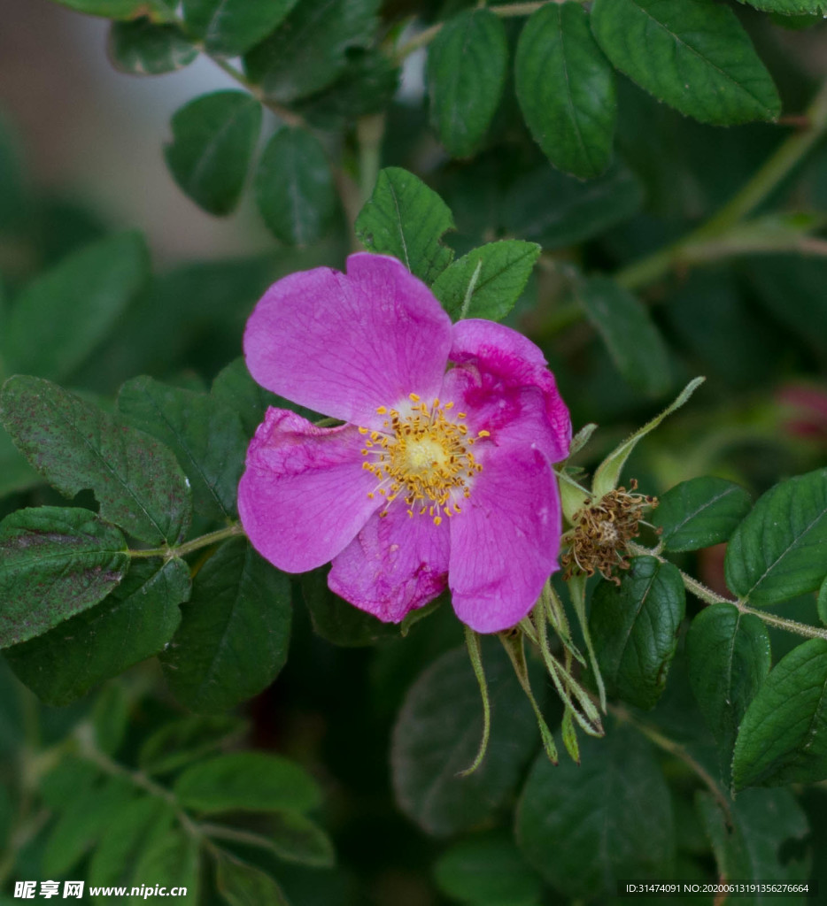 刺梨花