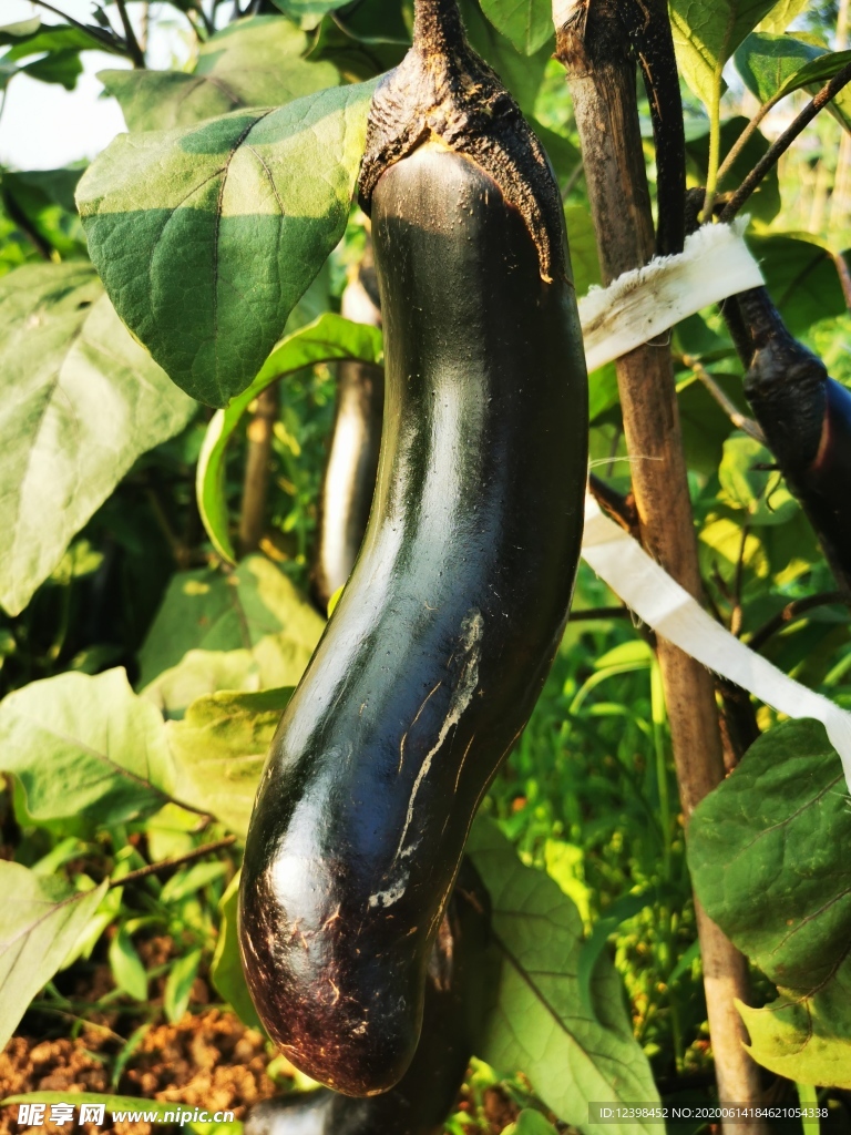 茄子