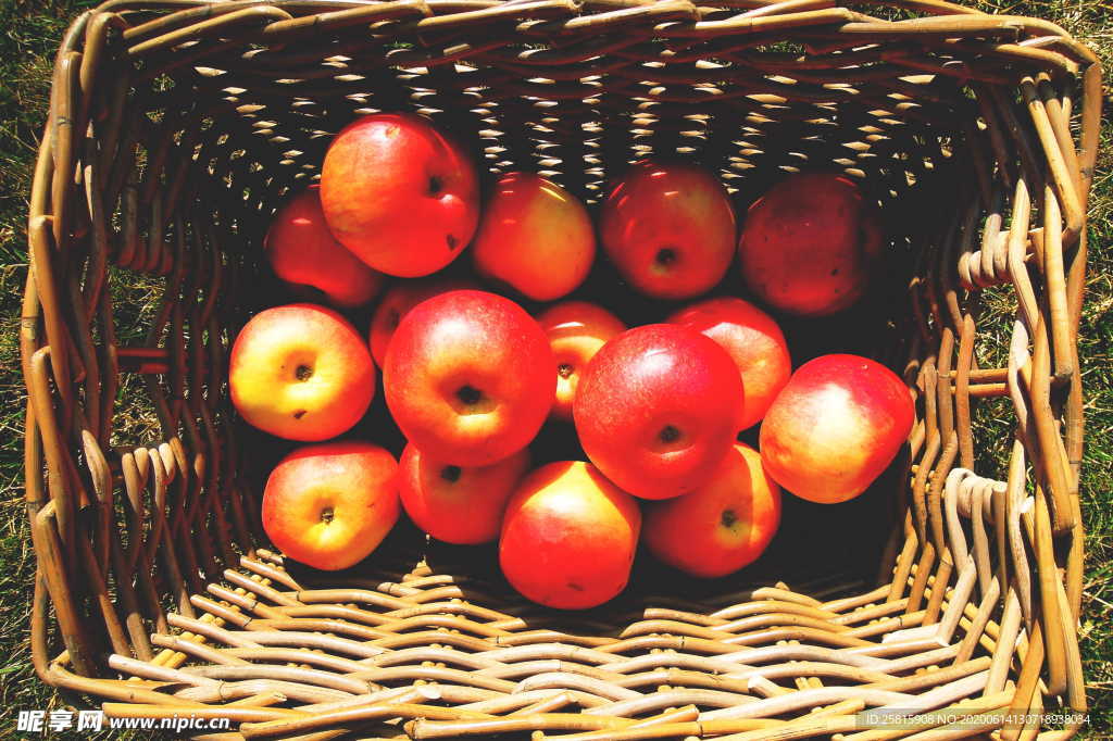 苹果苹果树图片