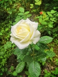 白色玫瑰花