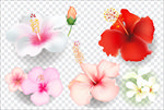 花卉