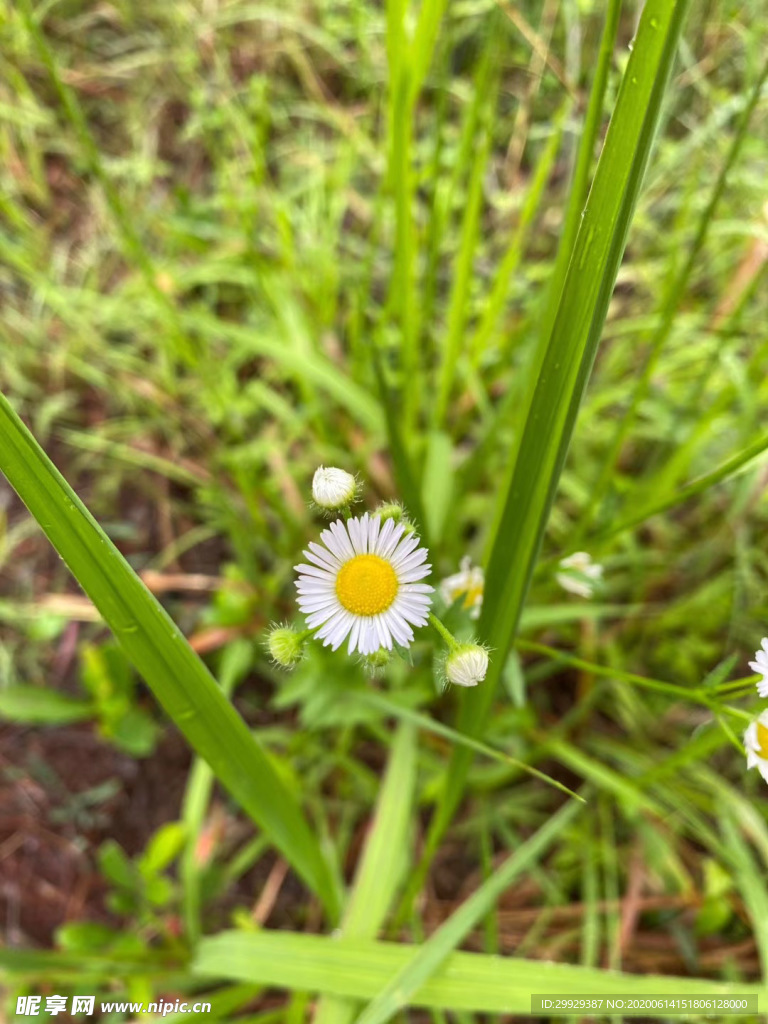 野菊花