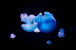 海洋