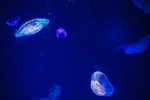 海洋